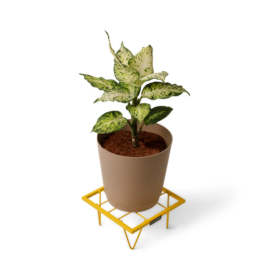 Square Plant Stand-Yellow