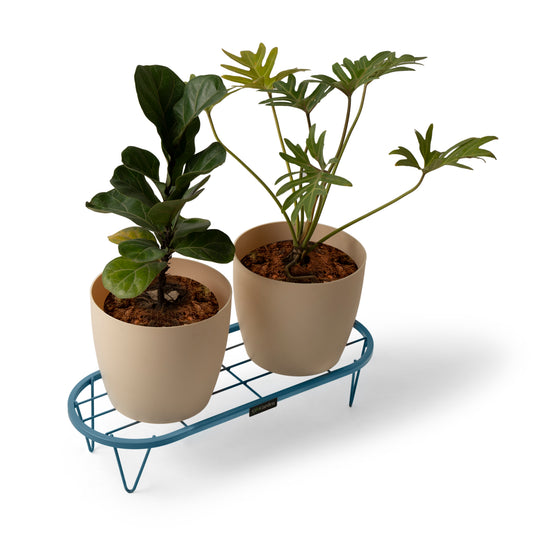 Stadium Plant Stand-Blue