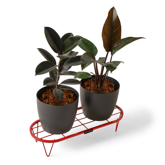 Stadium Plant Stand-Red